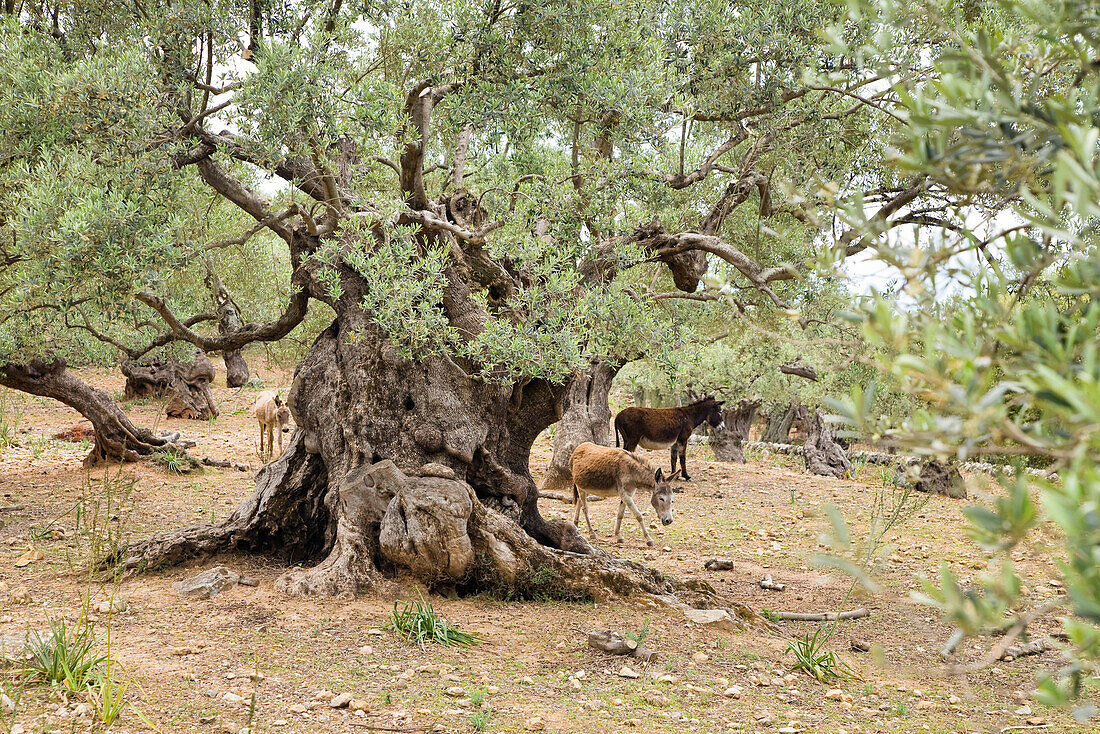 Olive grove with donkeys, Tramuntana Mountains, Mallorca, Balearic Islands, Spain, Europe