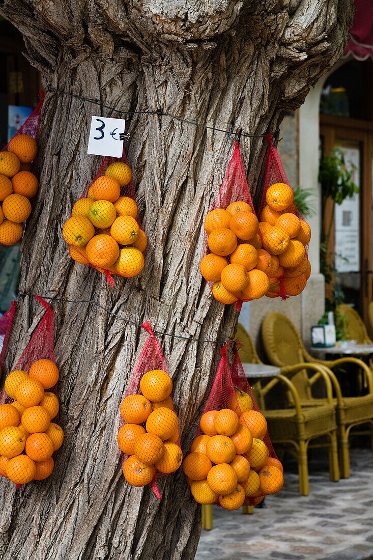 Orangen hängen in Netzen an Baumstamm zum Verkauf, Mallorca, Balearen, Spanien, Europa