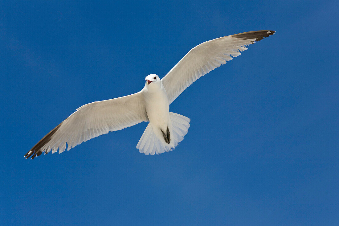 Audouin's Gull flying in front of blue sky, Mallorca, Spain, Europe