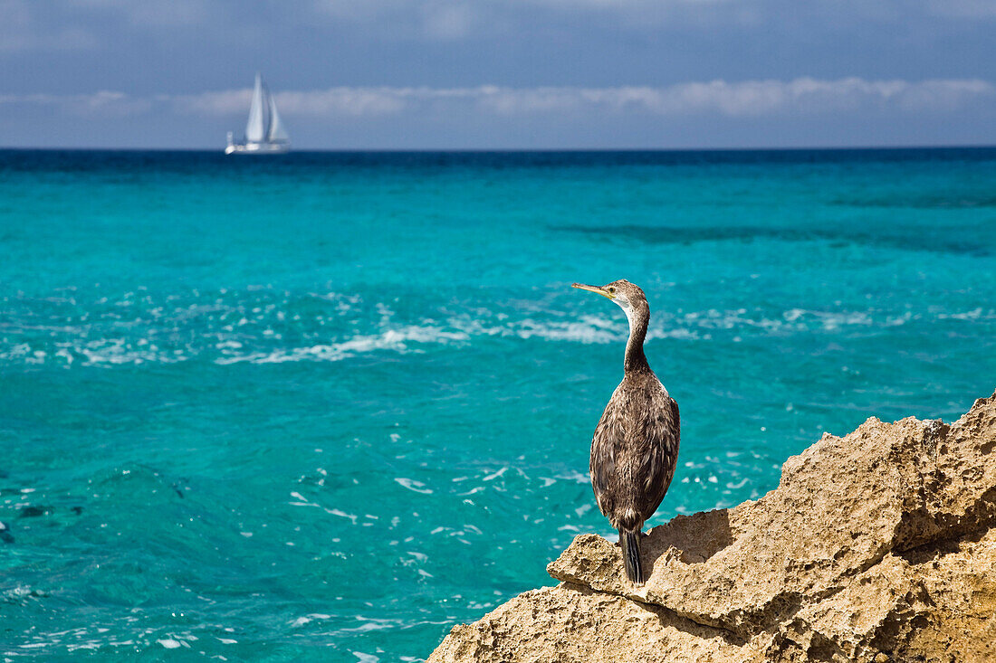 Juvenile Shag on a rock at the sea, Phalacrocorax aristotelis, Mallorca, Spain, Europe