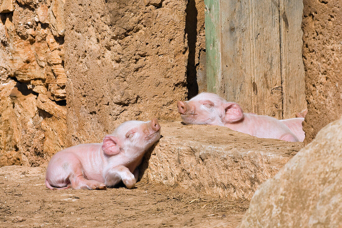 Two sleeping piglets, Mallorca, Balearic Islands, Spain, Europe