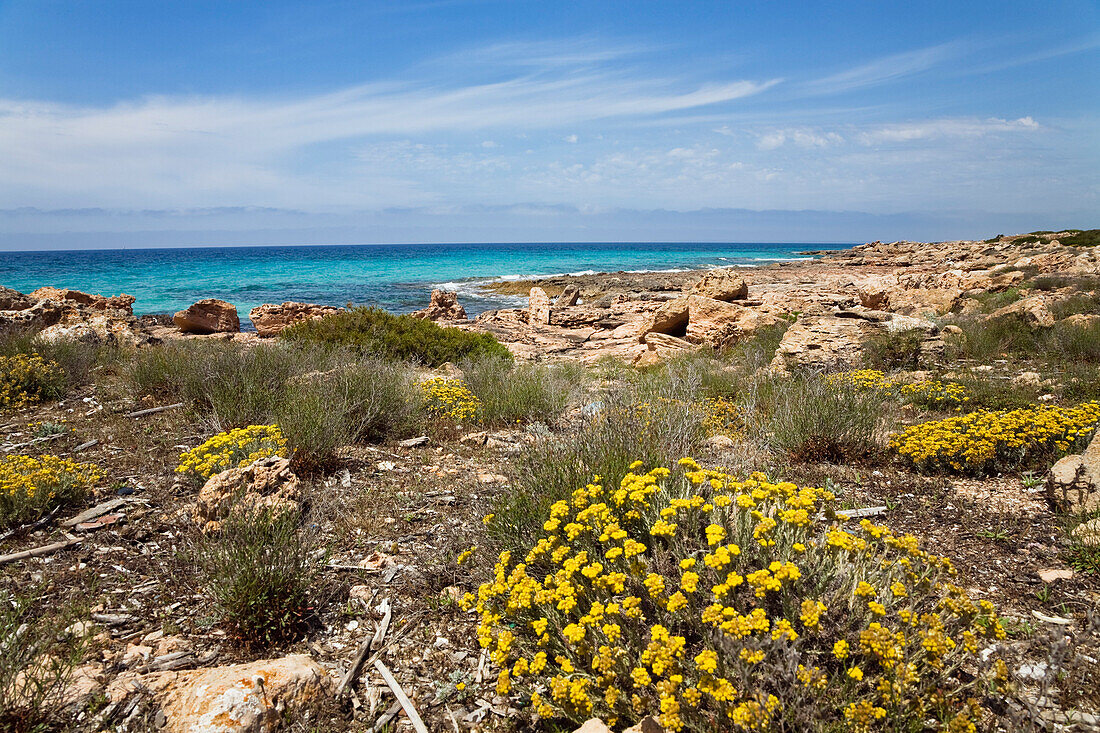 Küstenlandschaft mit Blumen unter Wolkenhimmel, Platja d'es Caragol, Mallorca, Balearen, Mittelmeer, Spanien, Europa