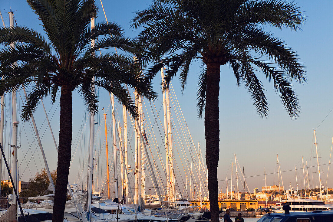 Marina of Palma at sunrise, Palma, Mallorca, Balearic Islands, Mediterranean Sea, Spain, Europe