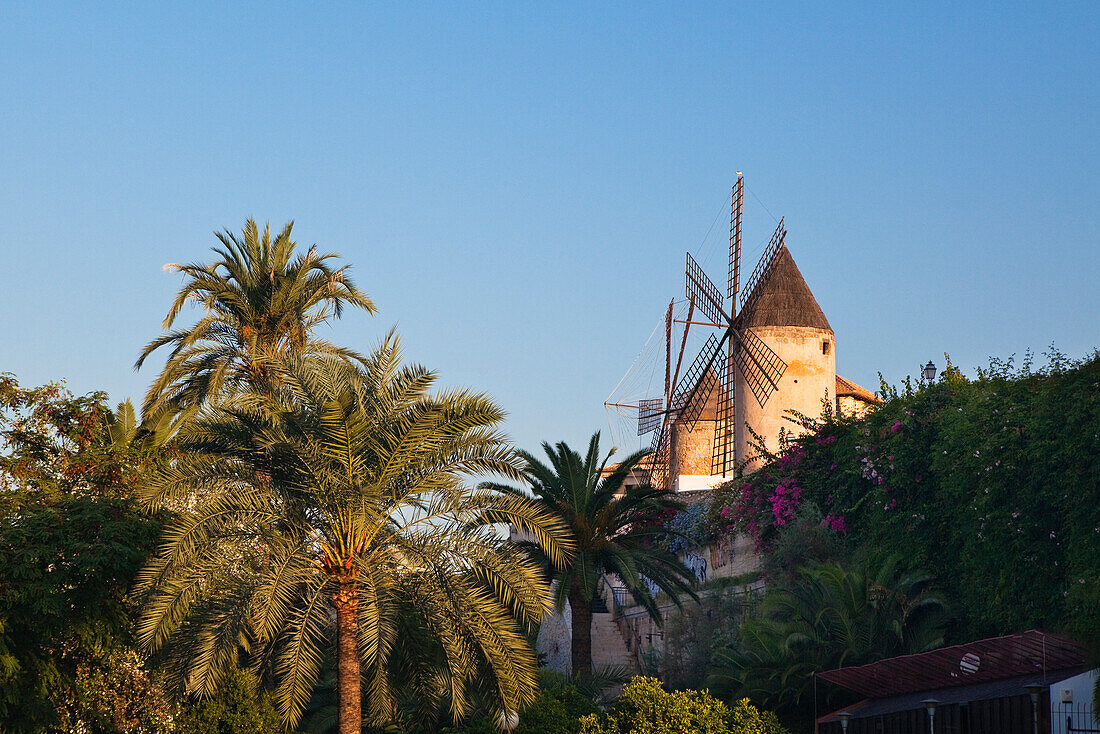 Historic windmills of Es Jonquet with city wall at the Old Town of Palma, Mallorca, Balearic Islands, Mediterranean Sea, Spain, Europe