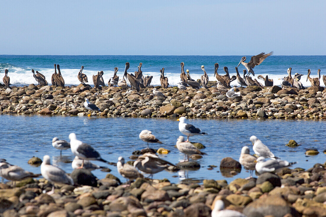 Pelikane und Seemöwen sitzen auf Steinen am Meer, Punta Conejo, Baja California Sur, Mexiko, Amerika