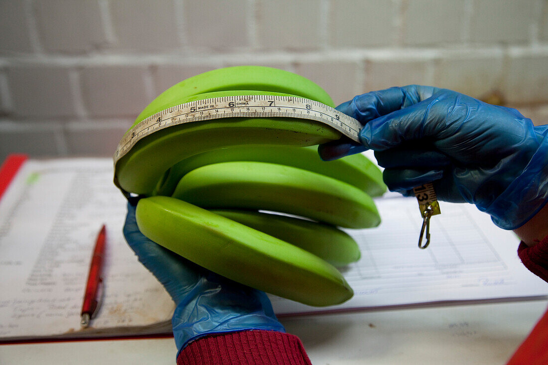 Vermessung einer Banane zur Qualitätskontrolle, Hamburg, Deutschland