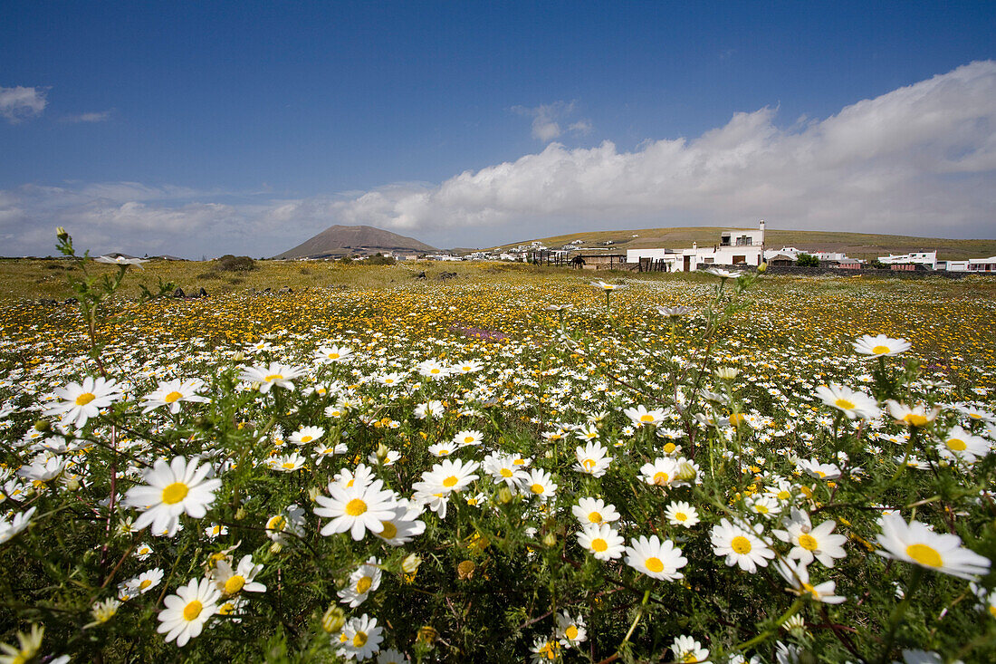 Flower meadow in Spring, Caldera Colorada, extinct volcano, La Florida, village near Masdache, UNESCO Biosphere Reserve, Lanzarote, Canary Islands, Spain, Europe