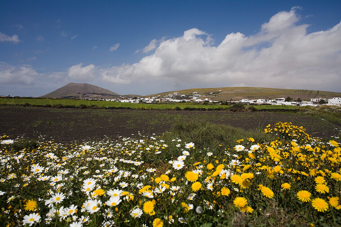 Blumenwiese in  Fruehling, Caldera Colorada, erloschener Vulkan, La Forida, Dorf bei Masdache, UNESCO Biosphärenreservat, Lanzarote, Kanarische Inseln, Spanien, Europa