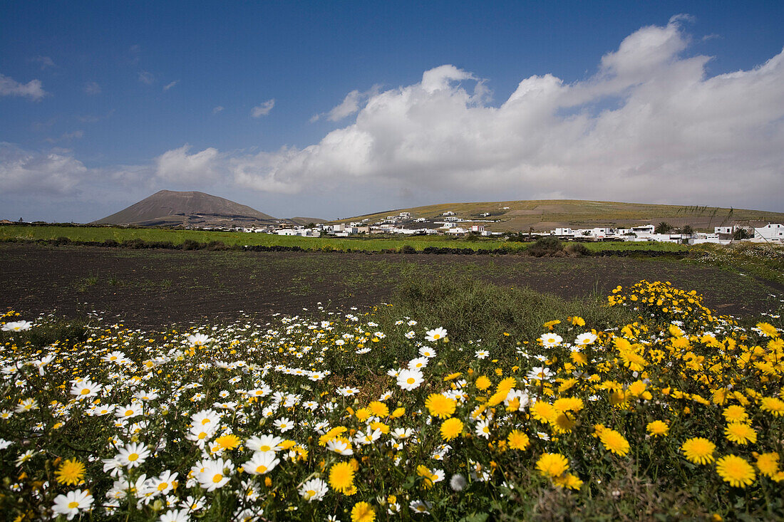 Flower meadow in Spring, Caldera Colorada, extinct volcano, La Florida, village near Masdache, UNESCO Biosphere Reserve, Lanzarote, Canary Islands, Spain, Europe