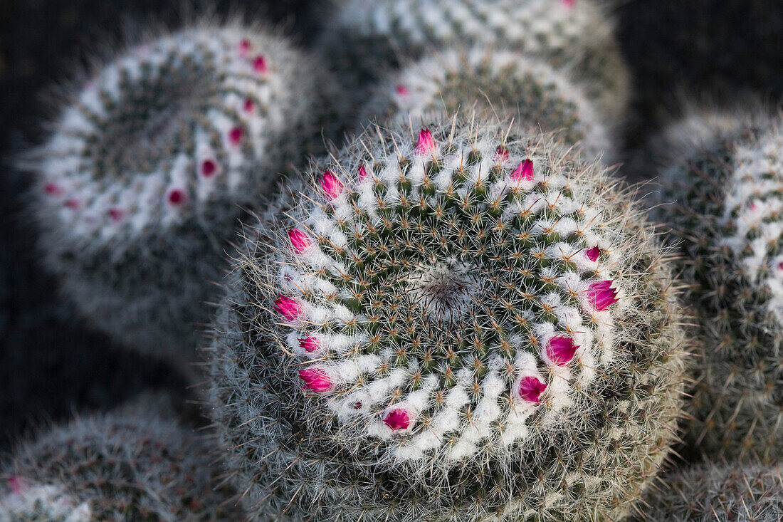 Cacti in the botanical garden, Jardin de Cactus, artist and architect Cesar Manrique, Guatiza, Lanzarote, Canary Islands, Spain, Europe