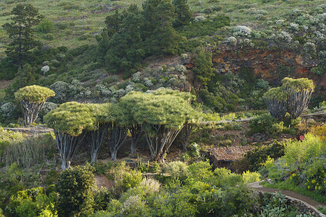 Drachenbäume, lat. dracaena, Bosque de Dragos, Drago, Landhaus, Costa de Triana, Naturpark, Naturschutzgebiet, Monumento Natural de la Costa de Hiscaguan, Buracas, bei Las Tricias UNESCO Biosphärenreservat, La Palma, kanarische Inseln, Spanien, Europa