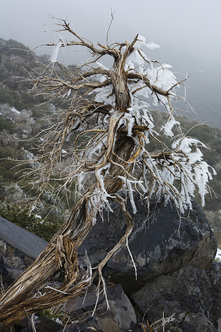Eis auf einem Baum, am Pico de la Nieve, Nationalpark, Parque Nacional Caldera de Taburiente, Caldera de Taburiente, Naturschutzgebiet, UNESCO Biosphärenreservat, La Palma, kanarische Inseln, Spanien, Europa