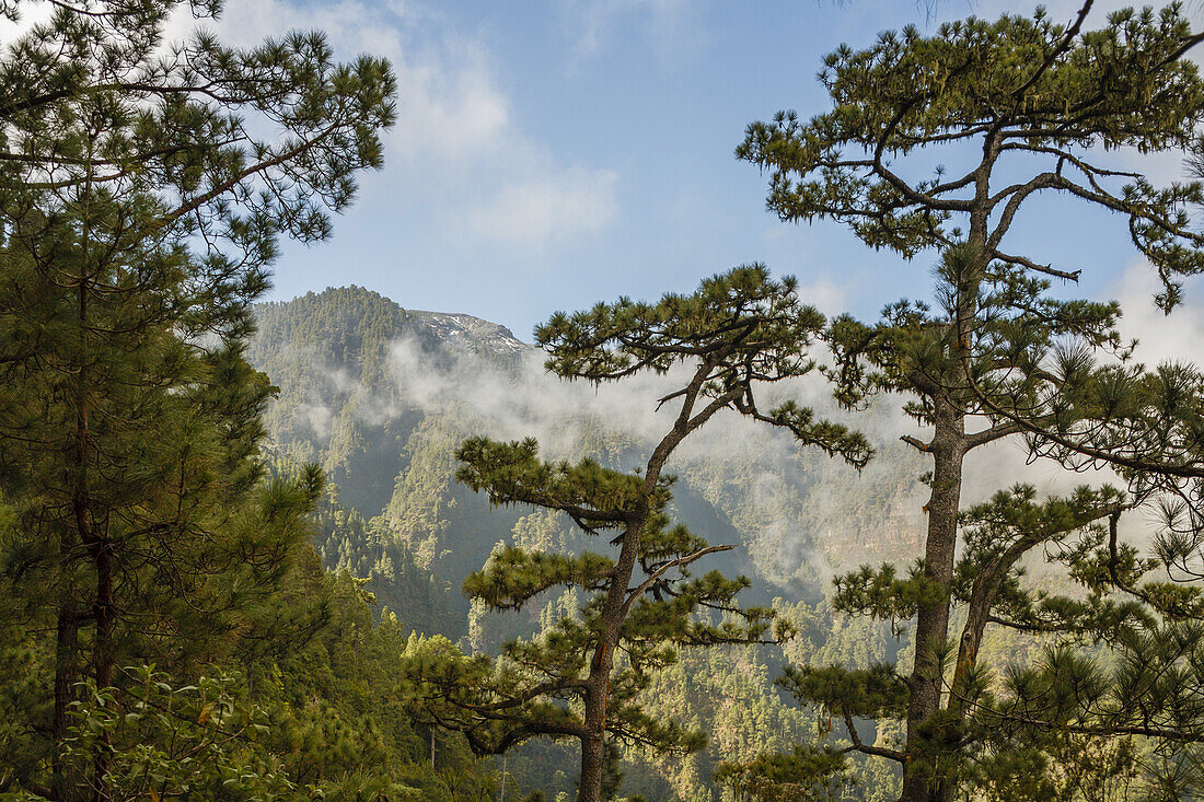 Kanarische Kiefern, Fuentes Marcos y Cordero, Naturschutzgebiet, Parque Natural de las Nieves, Ostseite des erloschenen Vulkankraters, Caldera de Taburiente, über San Andres, UNESCO Biosphärenreservat, La Palma, kanarische Inseln, Spanien, Europa