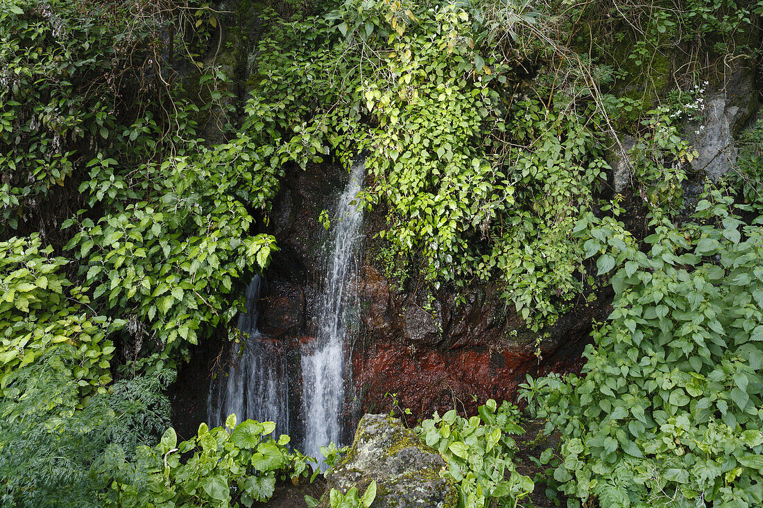 Wasserfall, Fuente Cordero, Fuentes Marcos y Cordero, Naturschutzgebiet, Parque Natural de las Nieves, Ostseite des erloschenen Vulkankraters, Caldera de Taburiente, über San Andres, UNESCO Biosphärenreservat, La Palma, kanarische Inseln, Spanien, Europa