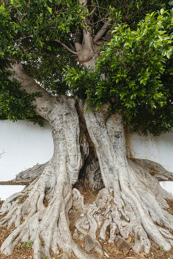 Laurel tree at the pilgrimage church, Santuario de Nuestra Senora de Las Nieves, Las Nieves, near Santa Cruz de La Palma, UNESCO Biosphere Reserve, La Palma, Canary Islands, Spain, Europe