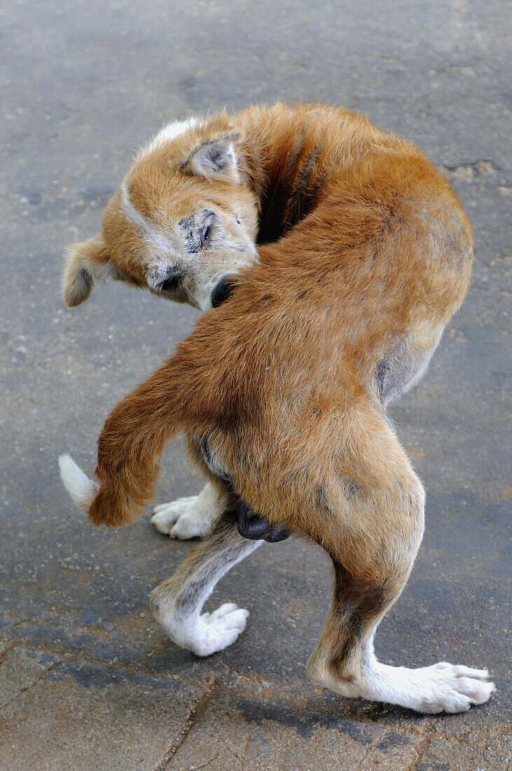 Dog,  Sri Lanka