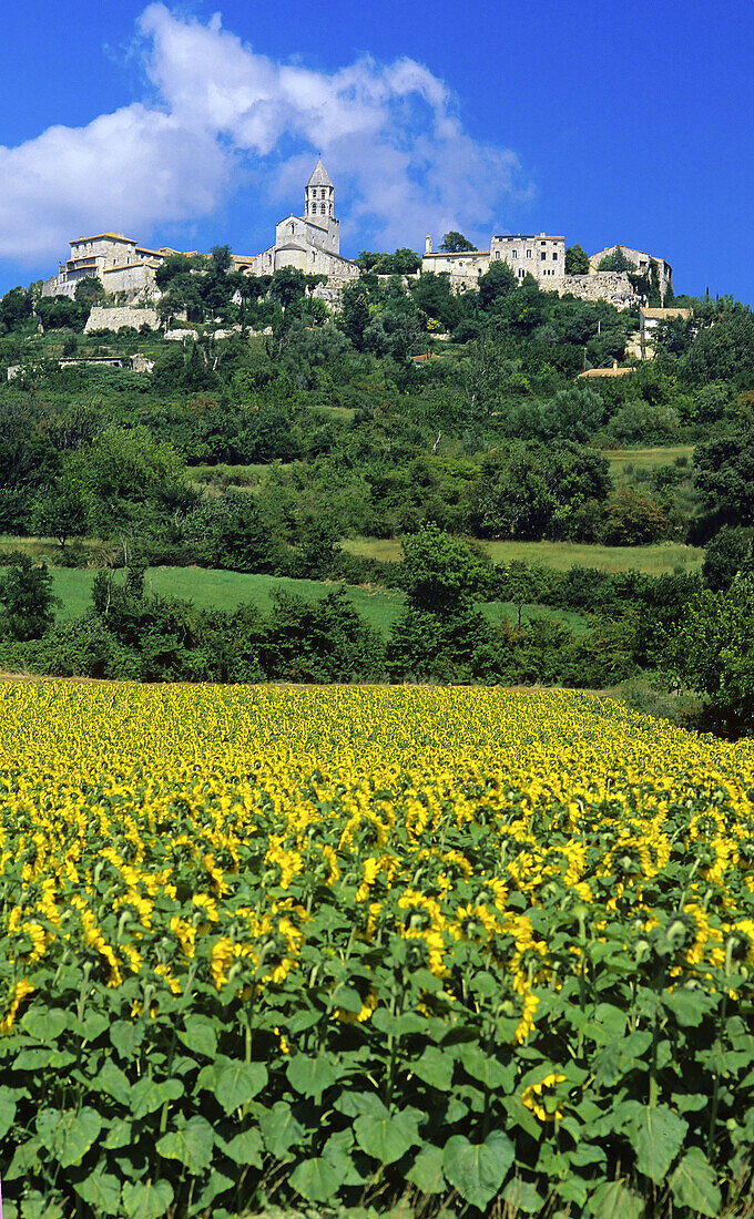 Sunflowers and La Garde-Adhémar village in background,  Drôme,  Rhône-Alpes,  France