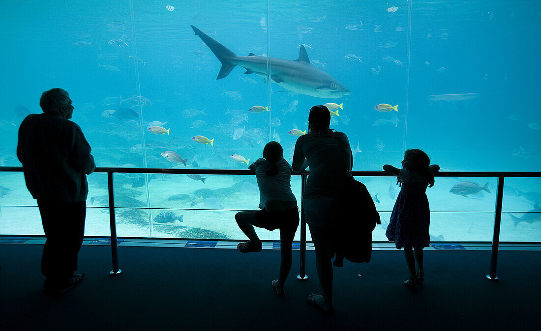 People at the Sea World Aquarium,  Surfers Paradise,  Gold Coast,  Australia