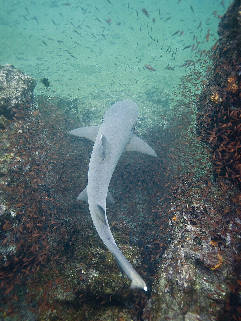 White-tipped reef shark Triaenodon obesus underwater in the Galapagos Island Archipeligo,  Ecuador Pacific Ocean
