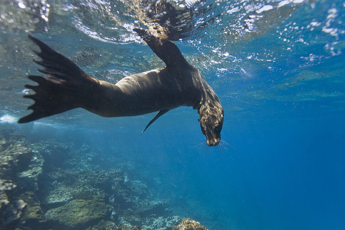 Galapagos sea lion Zalophus wollebaeki underwater at Champion Islet near Floreana Island in the Galapagos Island Archipeligo,  Ecuador Pacific Ocean