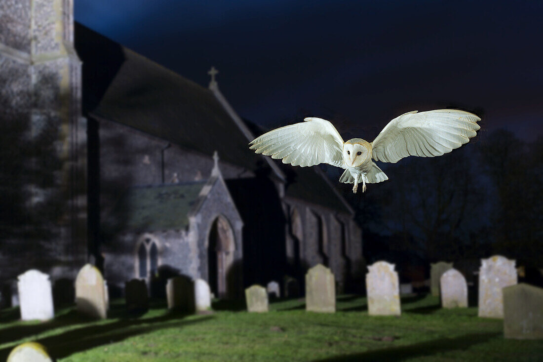 Barn Owl Tyto alba in Churchyard South Repps Norfolk November