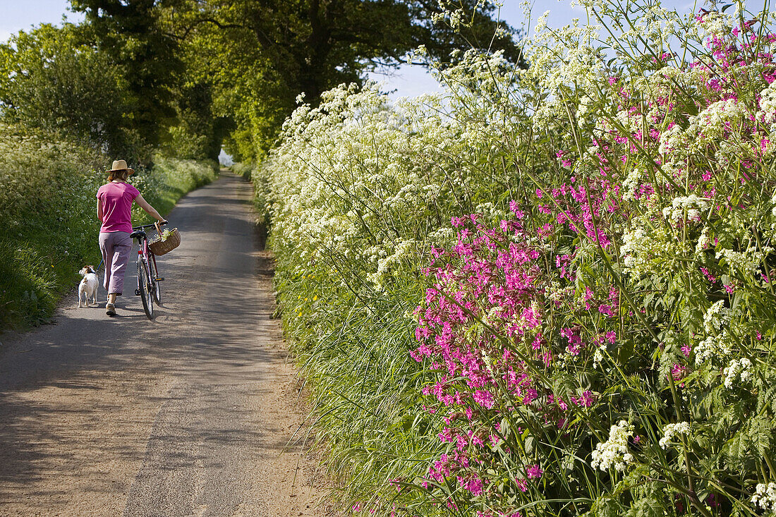 Countrylane Southrepps Norfolk Mid May