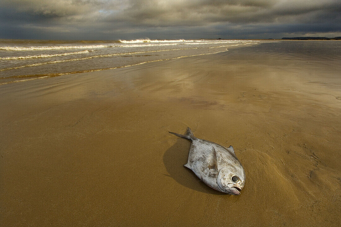 Dead FishTitchwell Beach Norfolk