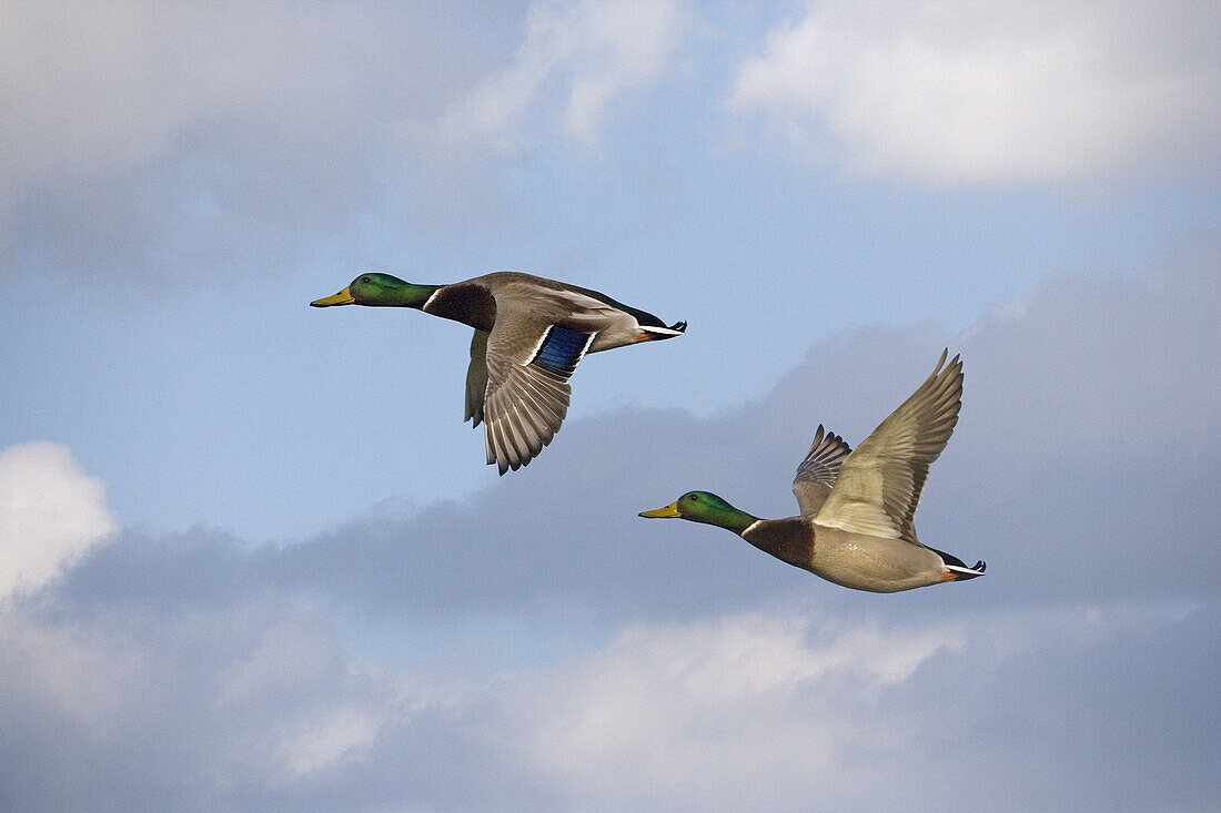 Mallard Anas platyrhyncha Drakes in Flight