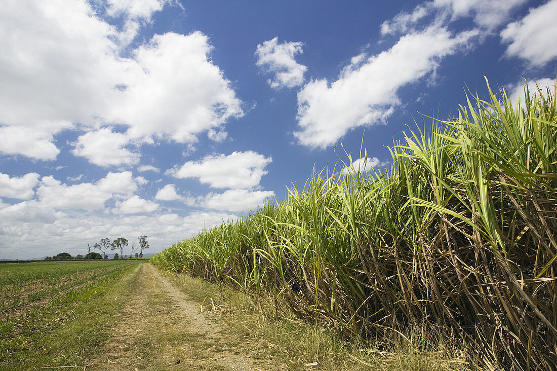 AUSTRALIA - Queensland - WHITSUNDAY COAST - Marian: Pioneer Valley - Sugar Cane Field