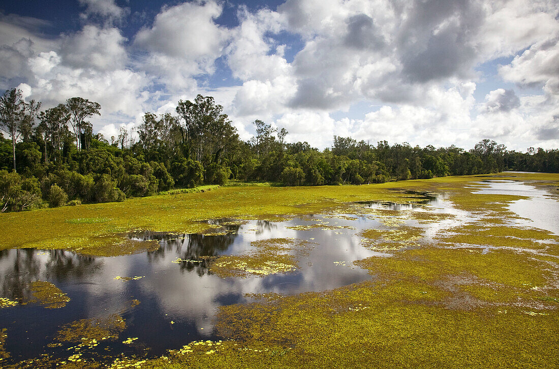 AUSTRALIA - Queensland - FRASER COAST - Avondale: View of the Kolan River Marsh