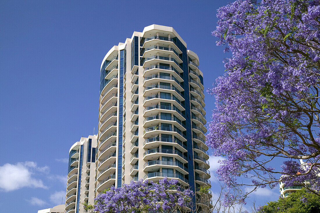 AUSTRALIA - Queensland - Brisbane: Kangaroo Point / Jacaranda Flowers and Riverside Apartment Highrise