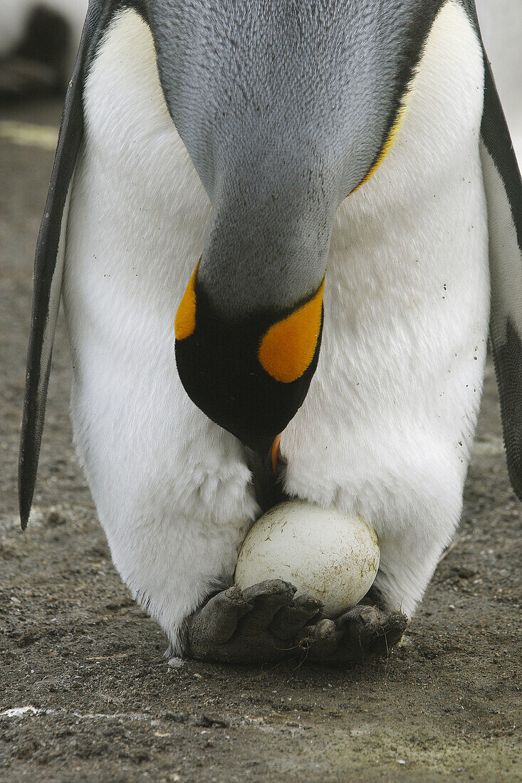 King Penguin (Aptenodytes patagonica). Saint Andrew,  South Georgia,  SGSSI,  UK