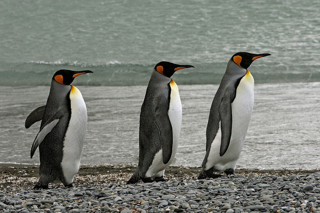 King Penguin (Aptenodytes patagonica). Salisbury Plain,  South Georgia,  SGSSI,  UK