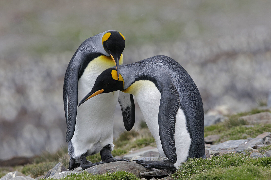 King Penguin (Aptenodytes patagonica). Saint Andrew,  South Georgia,  SGSSI,  UK