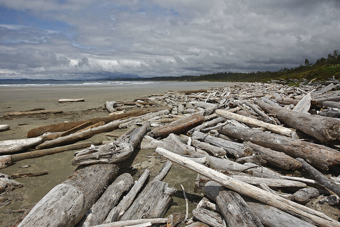 Driftwood,  Clayoquot Sound,  Vancouver Island,  British Columbia,  Canada