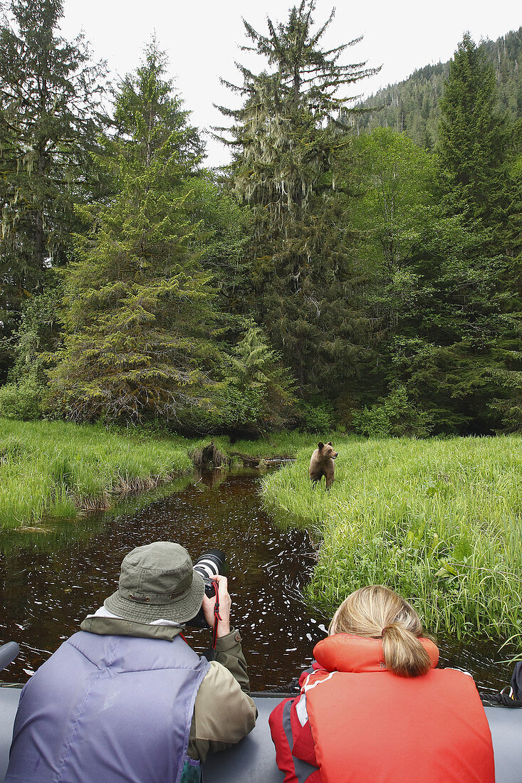 Grizzly Bear in the Khuzemateen Grizzly Bear Sanctuary,  British Columbia,  Canada