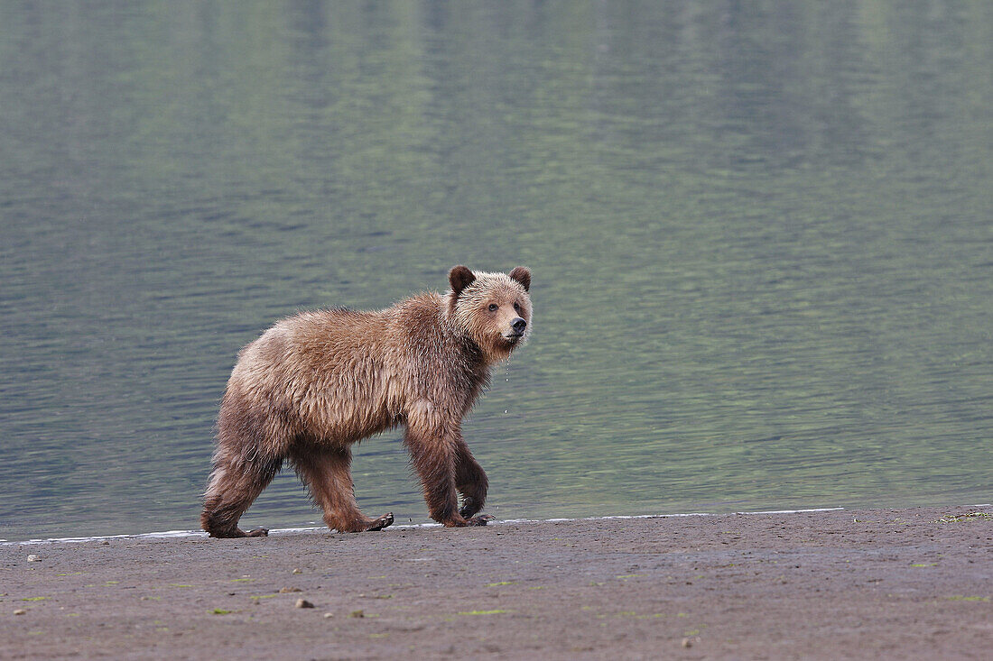 Grizzly Bear eating clams in the Khuzemateen Grizzly Bear Sanctuary,  British Columbia,  Canada