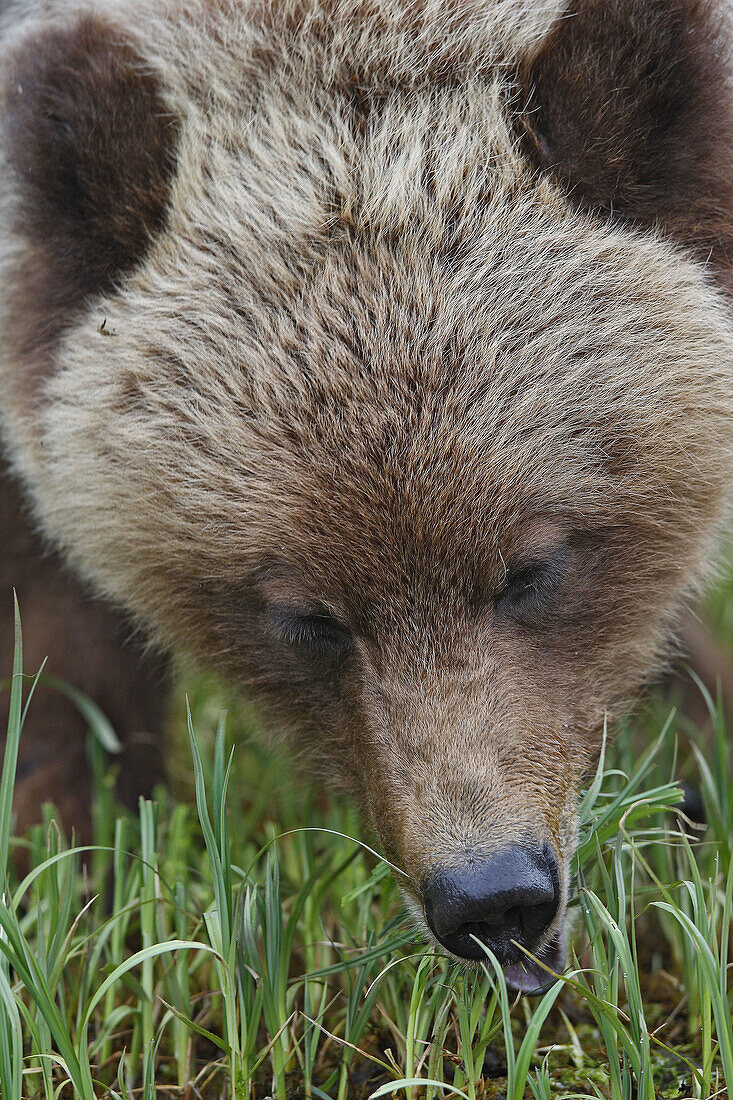 Grizzly Bear eating grass in the Khuzemateen Grizzly Bear Sanctuary,  British Columbia,  Canada