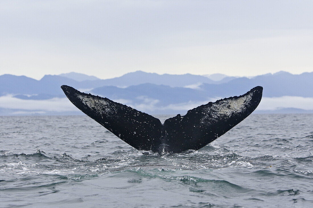 Humpback whale (Megaptera novaeangliae) caudal fin. Frederick Sound,  Alaska,  USA
