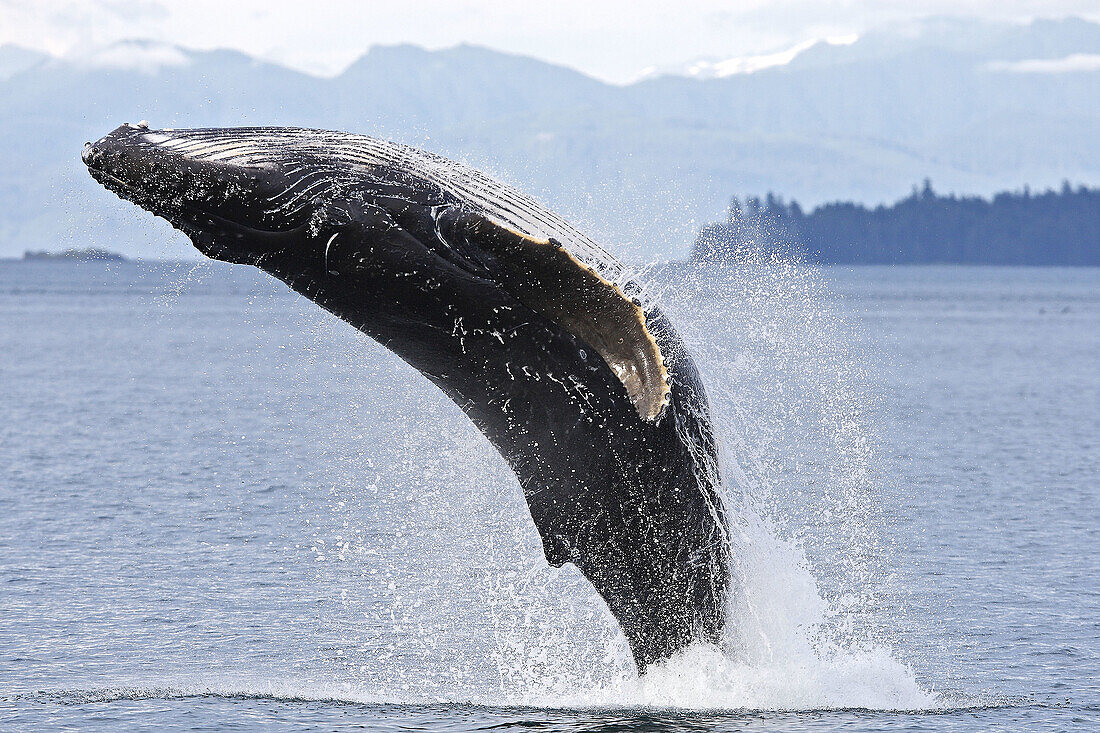 Humpback whale (Megaptera novaeangliae) leaping into the air,  rotating and landing on its back or side to create a chin-slap. Frederick Sound,  Alaska,  USA