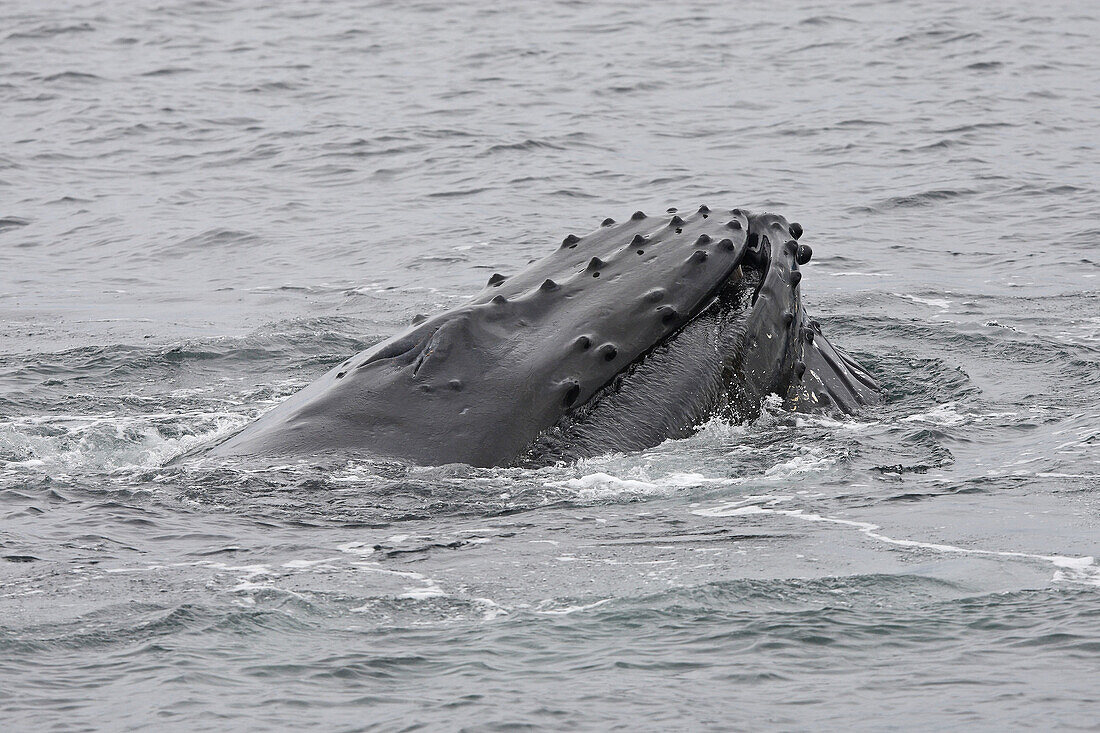 Humpback whale (Megaptera novaeangliae),  mouth open with lateral lunge to take plankton. Frederick Sound,  Alaska,  USA
