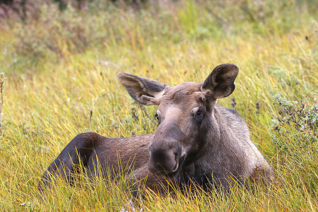 Moose (Alces alces),  1 year old young. Seward Peninsula,  Alaska,  USA