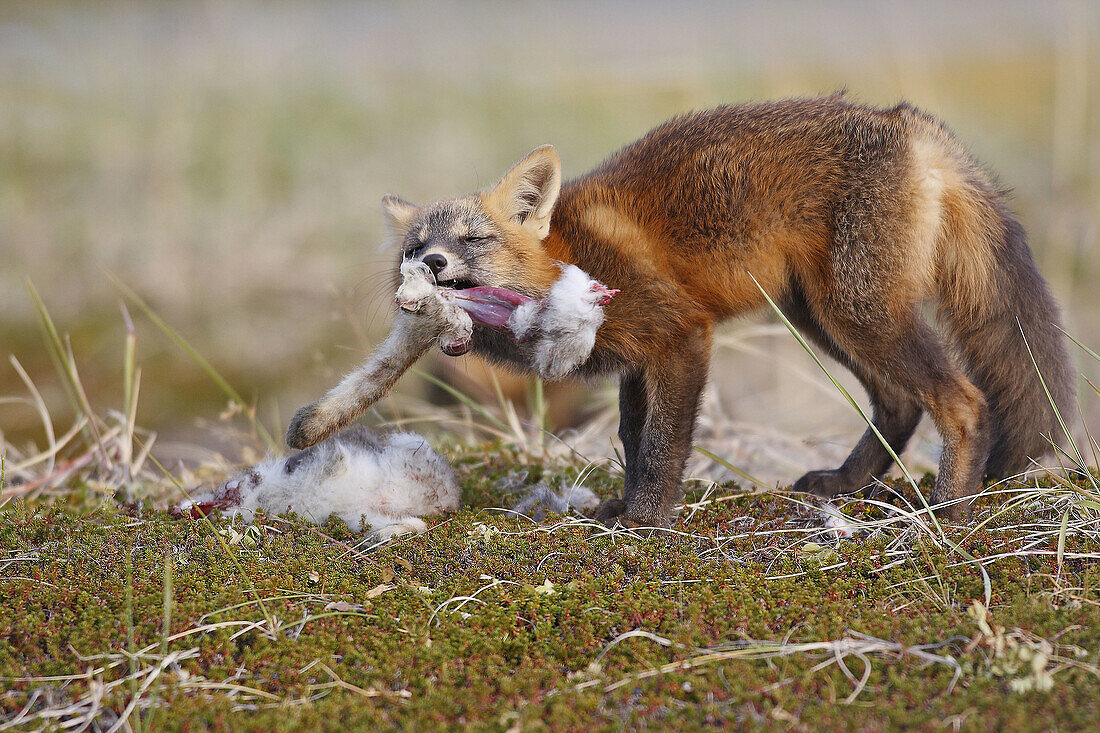 Red Fox (Vulpes vulpes),  young during dark phase devouring snowshoe hare. Seward Peninsula,  Alaska,  USA