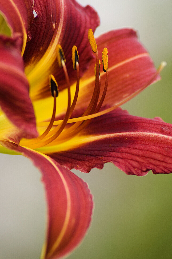 Day lily Hemerocallis Wellington,  Ontario,  Canada