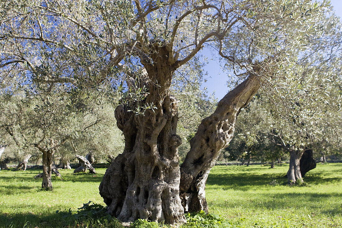 Olive trees,  Mallorca,  Balearic Islands,  Spain