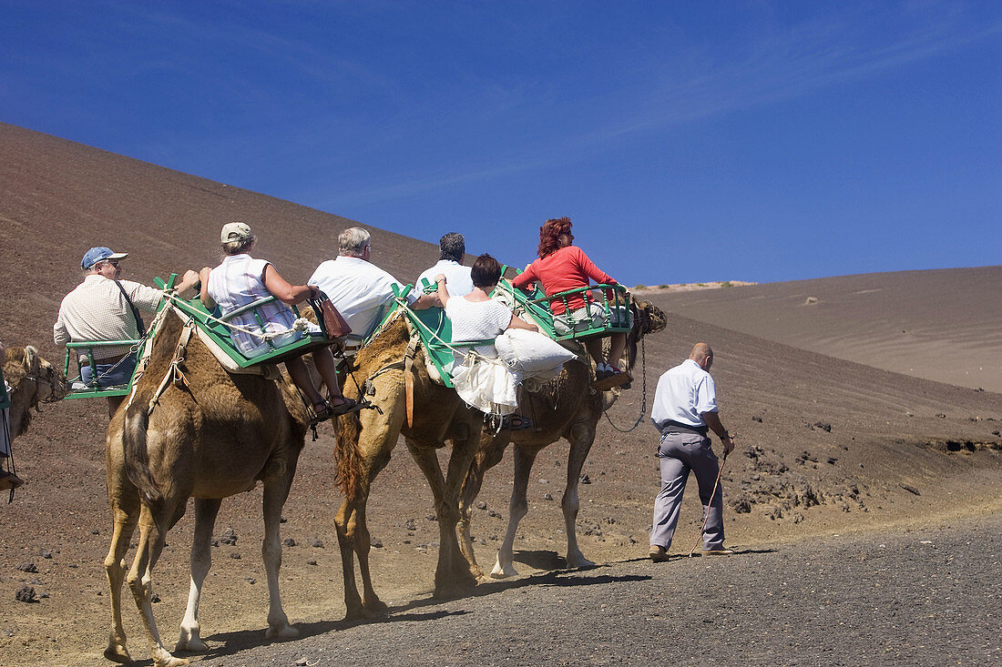 Kamelreiten im Timanfaya-Nationalpark, Lanzarote, Kanarische Inseln, Spanien