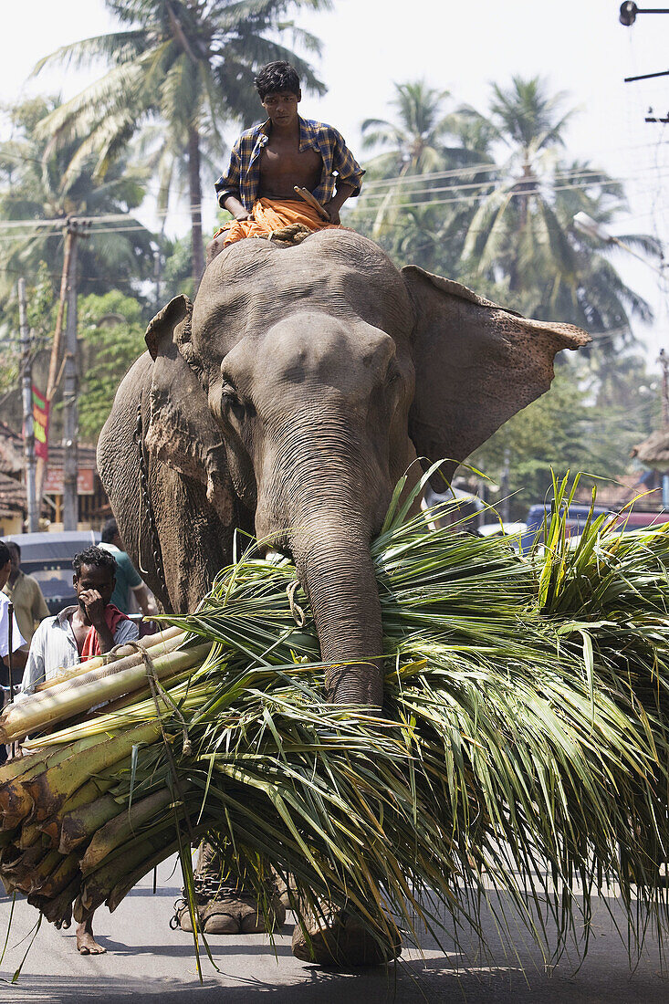 Cochin, Kerala, Indien