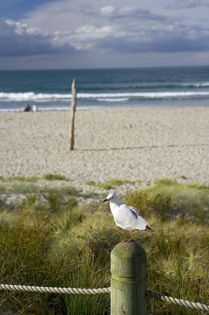 Mt Maunganui, Bay of Plenty, Nordinsel, Neuseeland