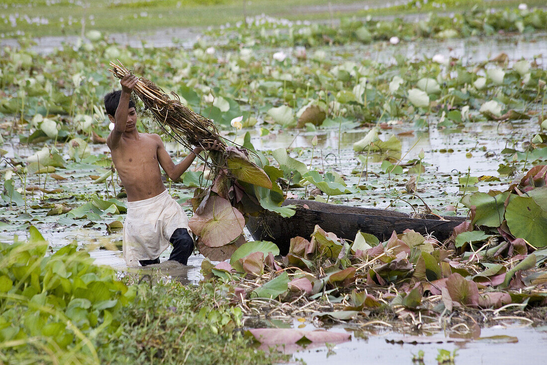 Kambodschanischer Junge in einem Teich mit Lotuspflanzen, Provinz Phnom Penh, Kambodscha, Asien