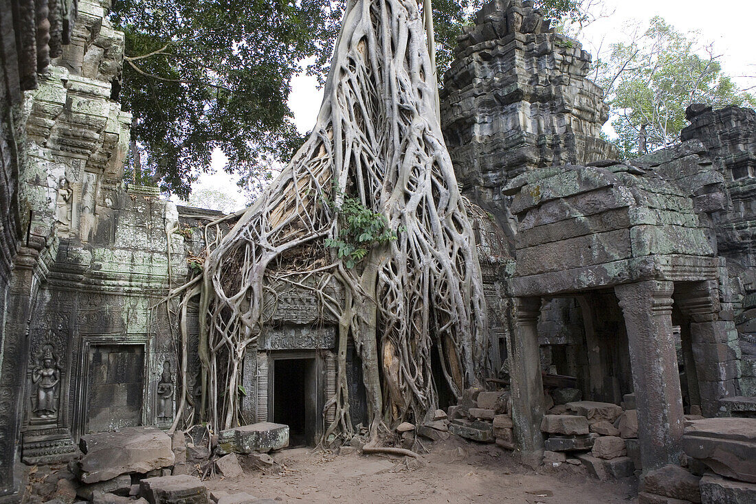 Verfallene Tempelanlage Ta Prohm in Angkor, Provinz Siem Reap, Kambodscha, Asien